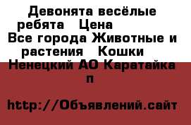 Девонята весёлые ребята › Цена ­ 25 000 - Все города Животные и растения » Кошки   . Ненецкий АО,Каратайка п.